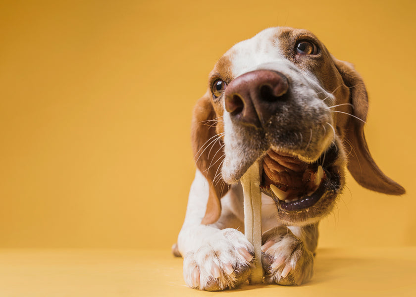 3 Ways to Improve Your Dog’s Gut Health